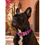 collier chien biothane fuschia stylidog