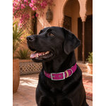 collier chien biothane fuschia stylidog
