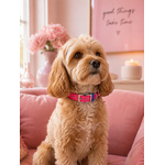 Ensemble stylidog biothane chien