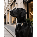Ensemble stylidog biothane chien
