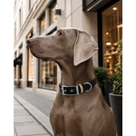 Ensemble stylidog biothane chien