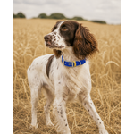 ENSEMBLE BIOTHANE CHIEN STYLIDOG