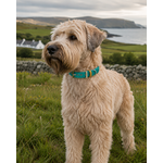 ENSEMBLE BIOTHANE CHIEN STYLIDOG