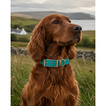 ENSEMBLE BIOTHANE CHIEN STYLIDOG