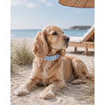 Biothane Stylidog chien