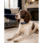 Biothane Stylidog chien