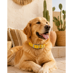 ENSEMBLE BIOTHANESTYLIDOG CHIEN