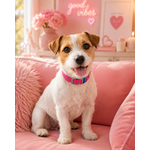 Ensemble stylidog biothane chien