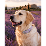 ENSEMBLE BIOTHANE STYLIDOG CHIEN