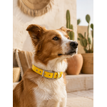 ENSEMBLE BIOTHANESTYLIDOG CHIEN