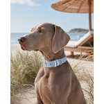 Biothane Stylidog chien