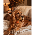 ENSEMBLE BIOTHANE STYLIDOG CHIEN