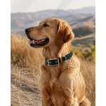 ENSEMBLE BIOTHANE STYLIDOG CHIEN