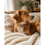 ENSEMBLE BIOTHANE STYLIDOG CHIEN