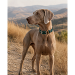 ENSEMBLE BIOTHANE STYLIDOG CHIEN