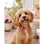 ENSEMBLE BIOTHANE CHIEN STYLIDOG