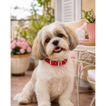 ENSEMBLE BIOTHANE CHIEN STYLIDOG