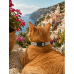 Stylicat - accessoires pour chat_20260804_095332_0016