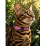Stylicat - accessoires pour chat_20260804_095333_0021