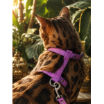 Stylicat - accessoires pour chat_20260804_095333_0024