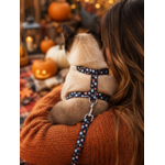 stylicat accessoire pour chat