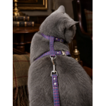 Stylicat - accessoires pour chat_20260804_095332_0009