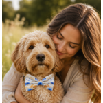 accessoire champêtre pour chien stylidog