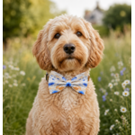 accessoire champêtre pour chien stylidog