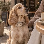 accessoire biothane beige pour chien