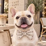 ACCESSOIRES POUR CHIEN STYLIDOG MOTIF LATTE CLUB
