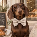 ACCESSOIRES POUR CHIEN STYLIDOG MOTIF LATTE CLUB