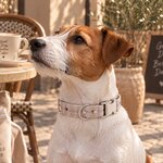 ACCESSOIRES POUR CHIEN STYLIDOG MOTIF LATTE CLUB