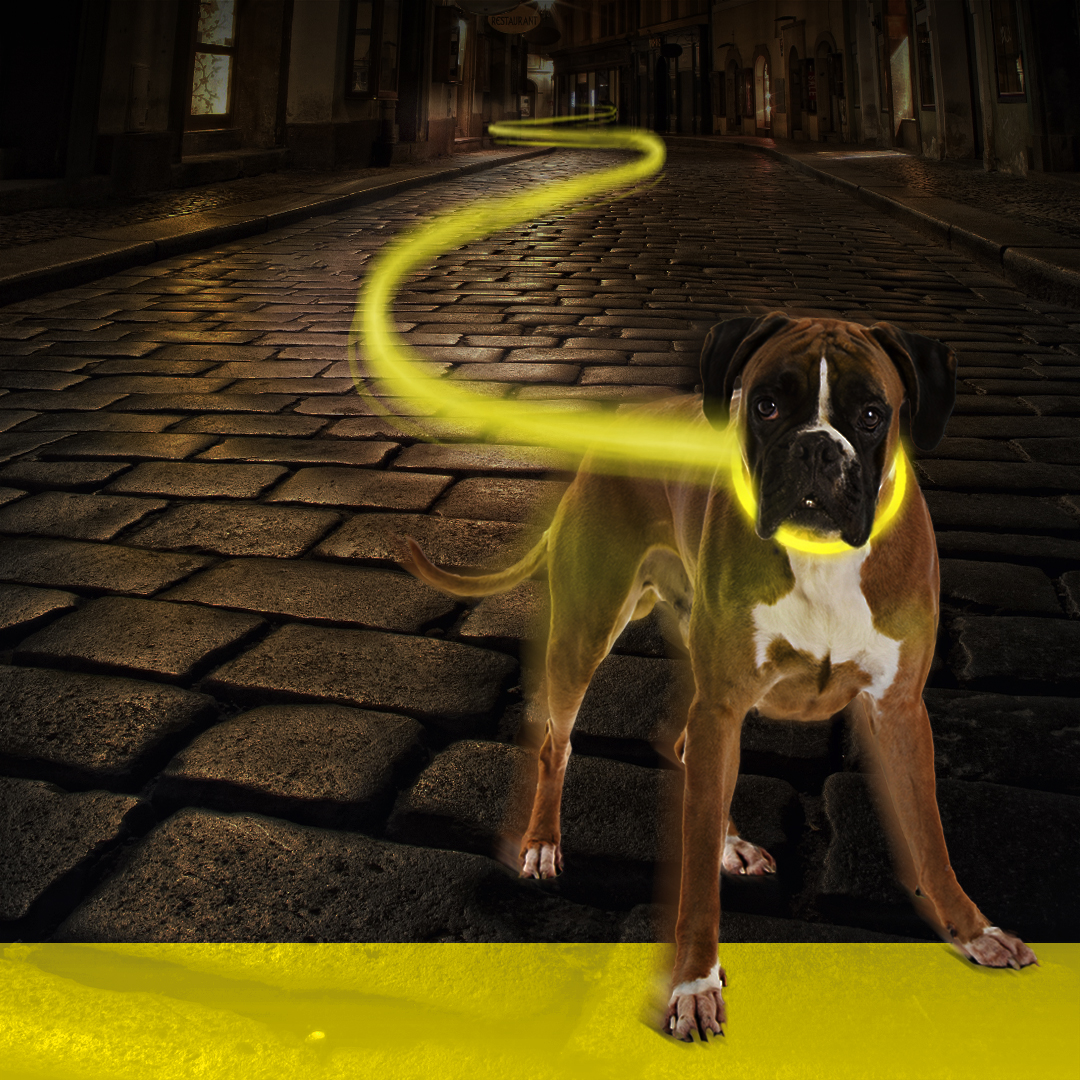 collier nylon lumineux usb jaune néon pour chiens L photo