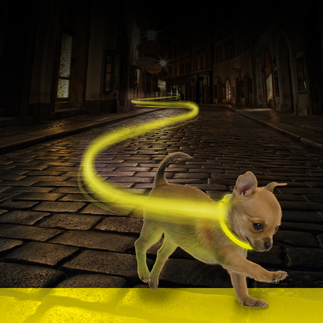 collier nylon lumineux usb jaune néon pour chiens S photo