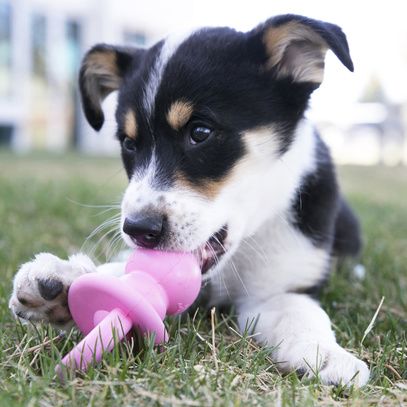 Kong binkie-jouet pour chiot rose ou bleu
