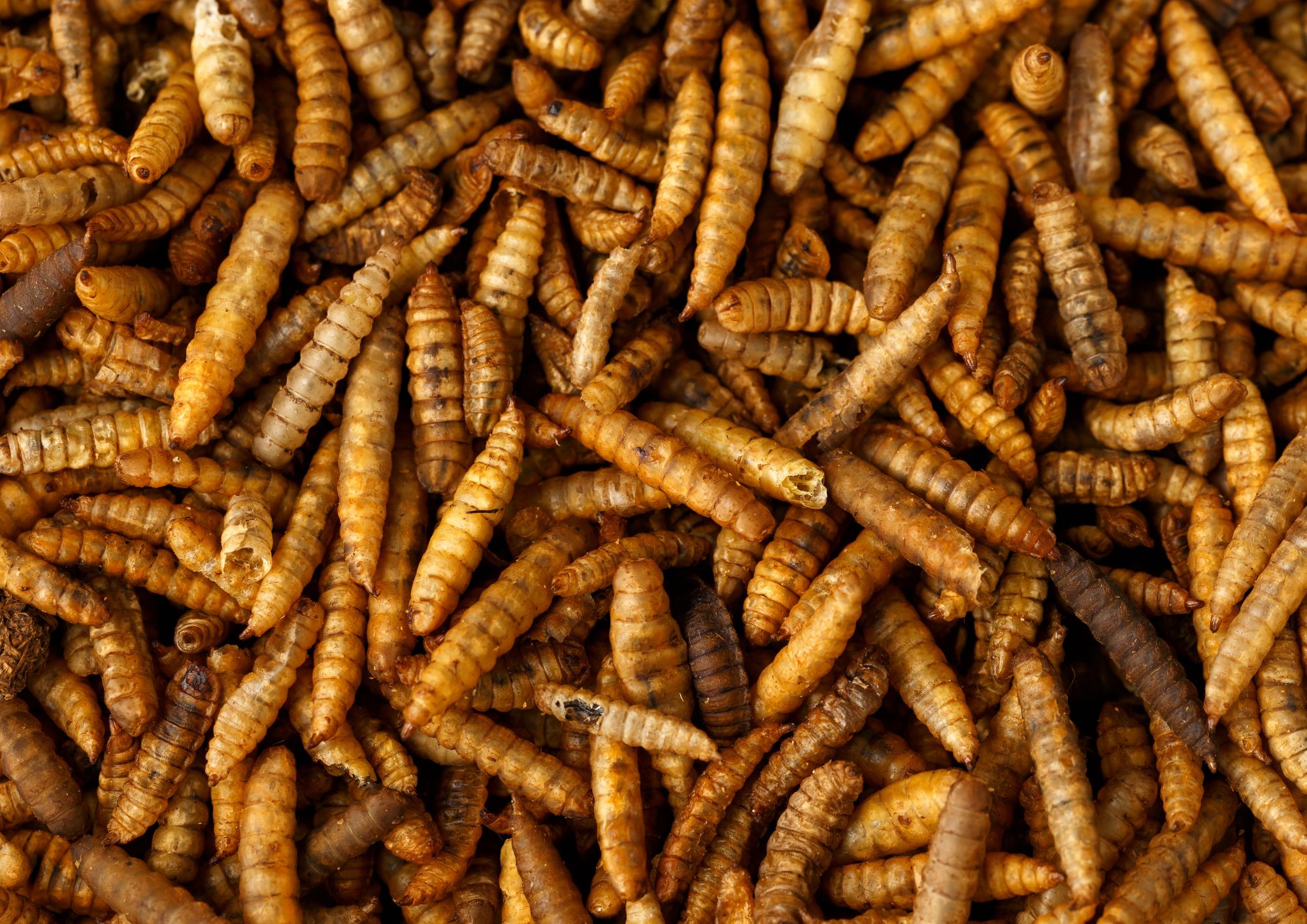 larves de mouches soldats pour poules et autres animaux