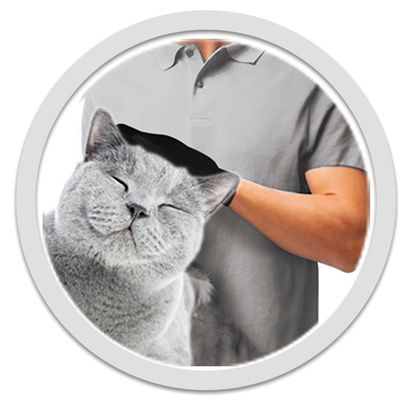 gant magique pour chiens et chats brossage et massage