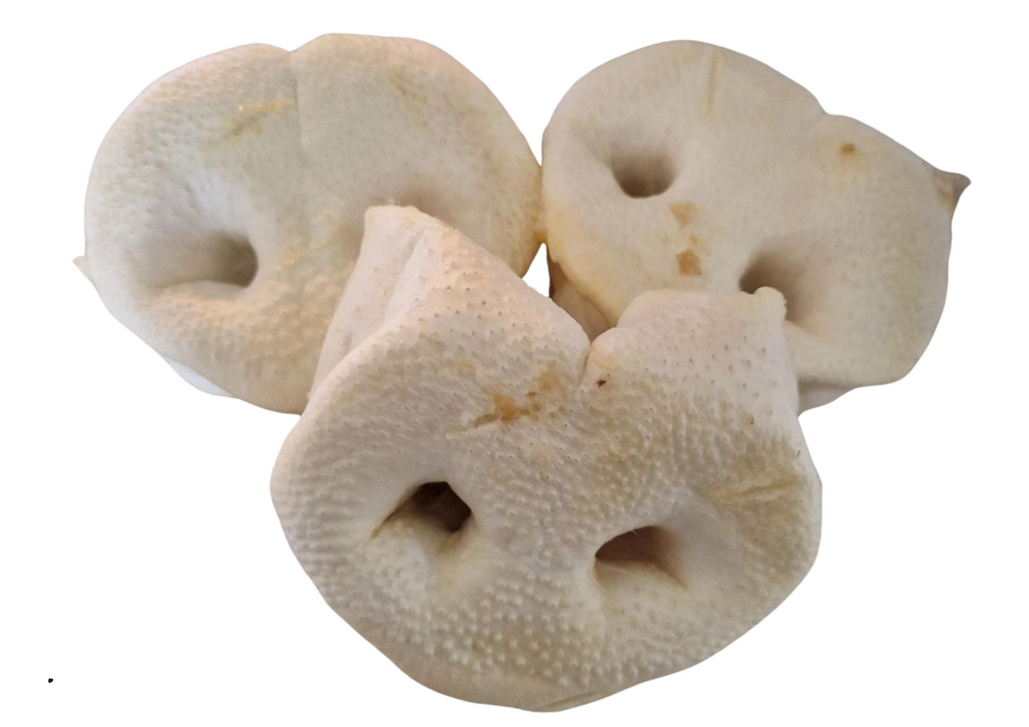 nez de cochon-friandise naturelle pour chiens-groins-nez de porc