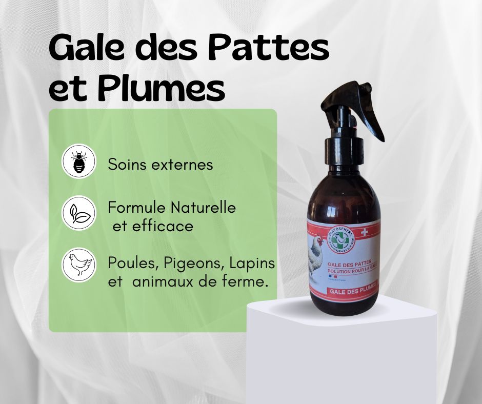 gale des pattes poules, gale des plumes et poils