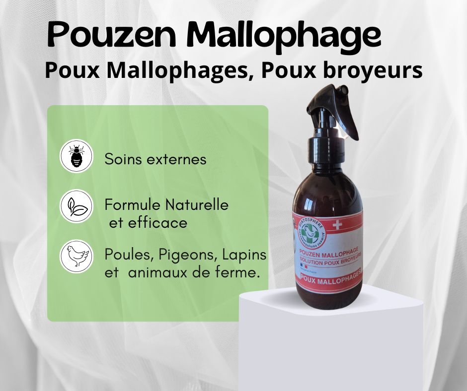 pouzen mallophages, poux broyeurs chez la poule