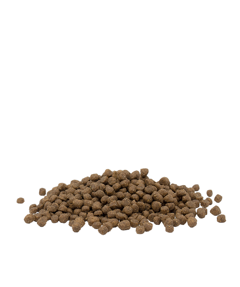 Opti life kitten-photo croquettes