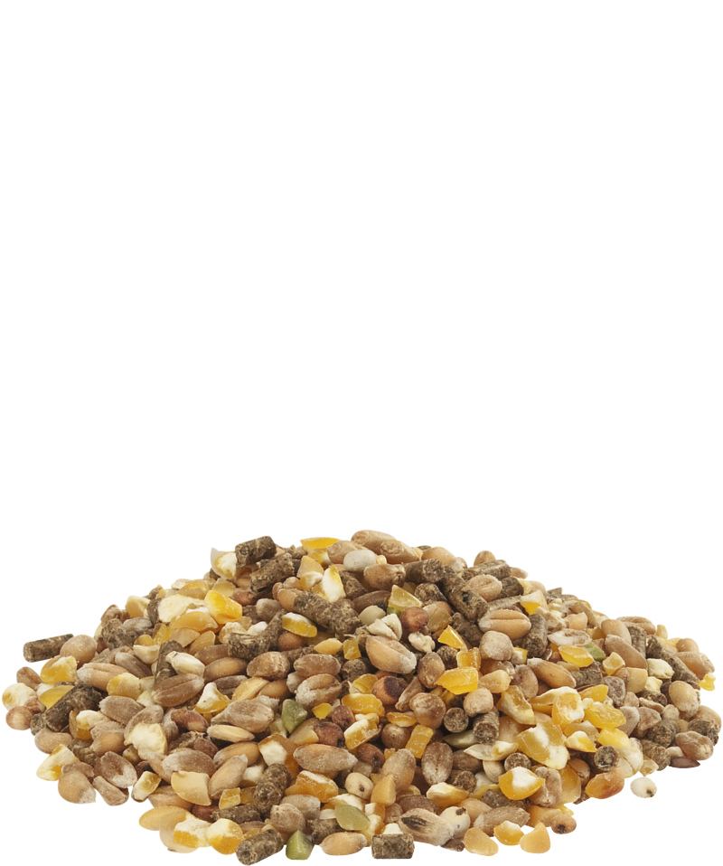 Gold 4 mix 20kg-Mélange poule