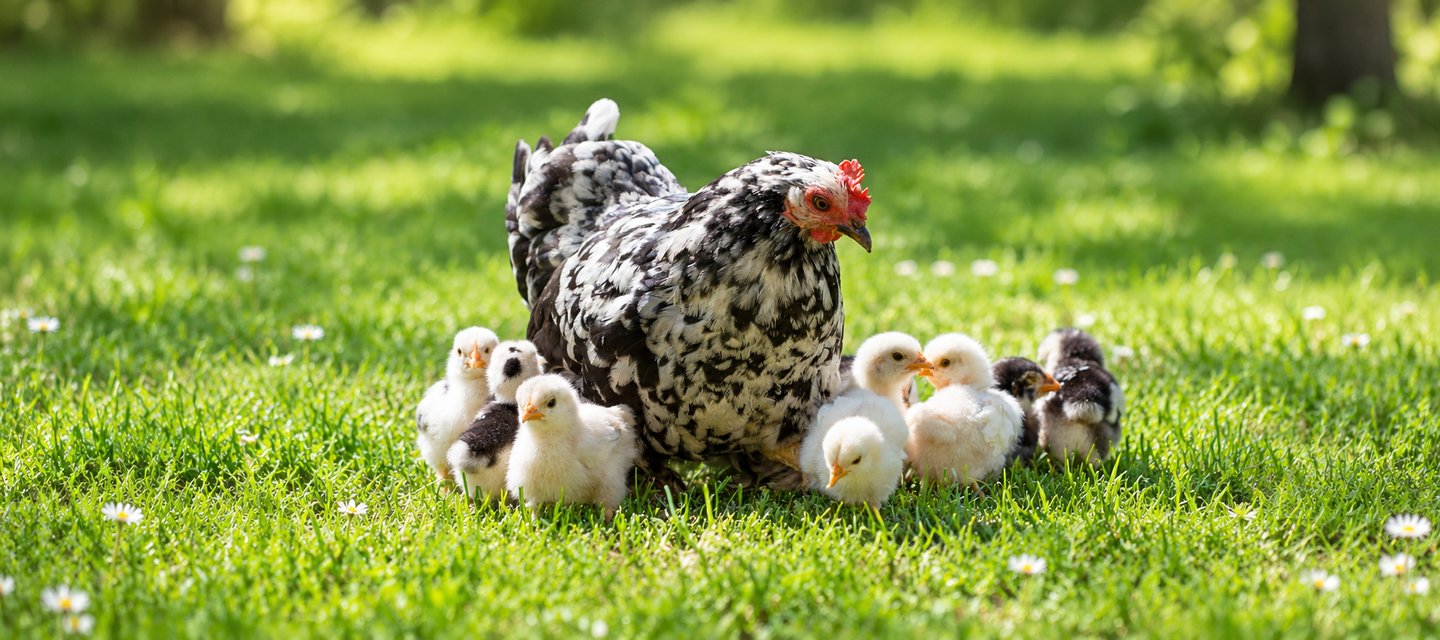 Coccidiose chez le poussin, la poule, le lapin et le pigeon : symptômes, transmission et solutions