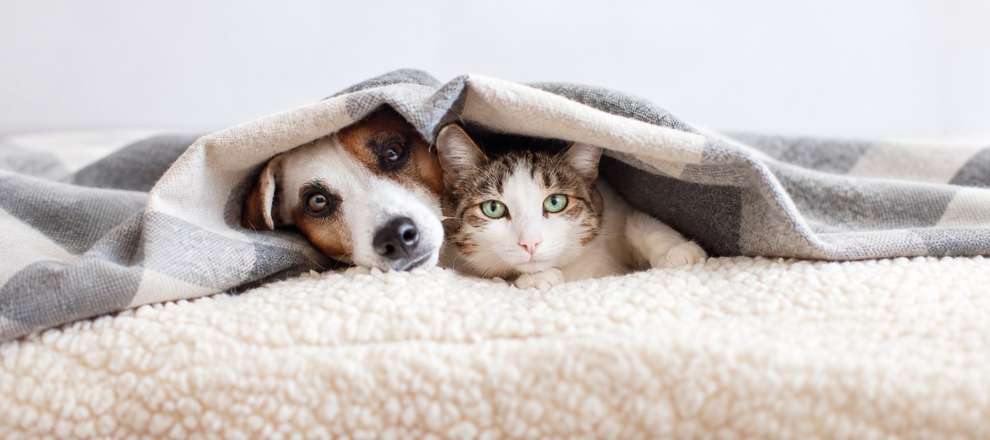 Les produits antipuces et anti-tiques naturels pour chiens et chats