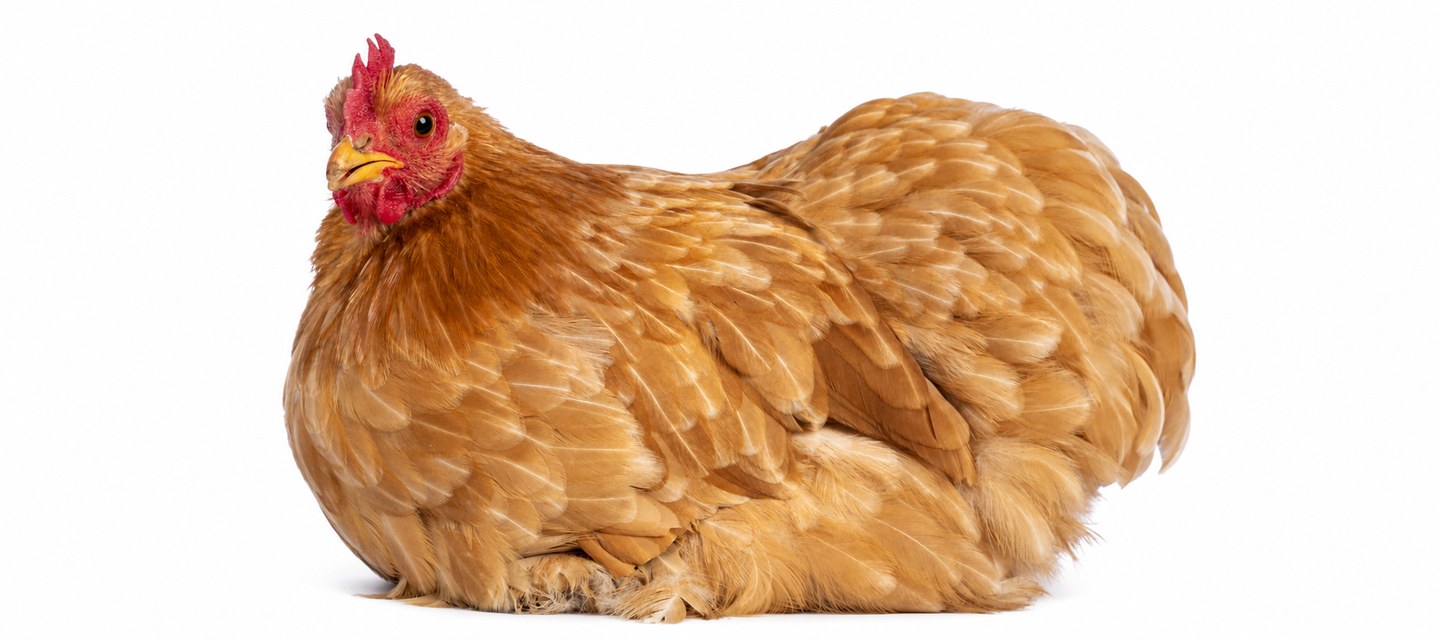 Bactéries intestinales chez la poule, le lapin et le pigeon : E. coli, colibacilles et troubles digestifs