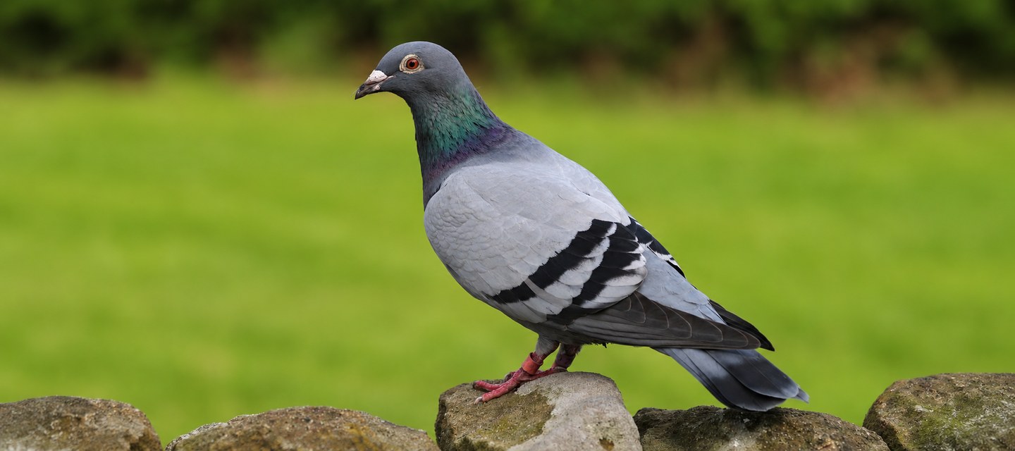 Trichomonose chez le pigeon et les oiseaux : symptômes, chancre, jabot et protozoaires flagellés