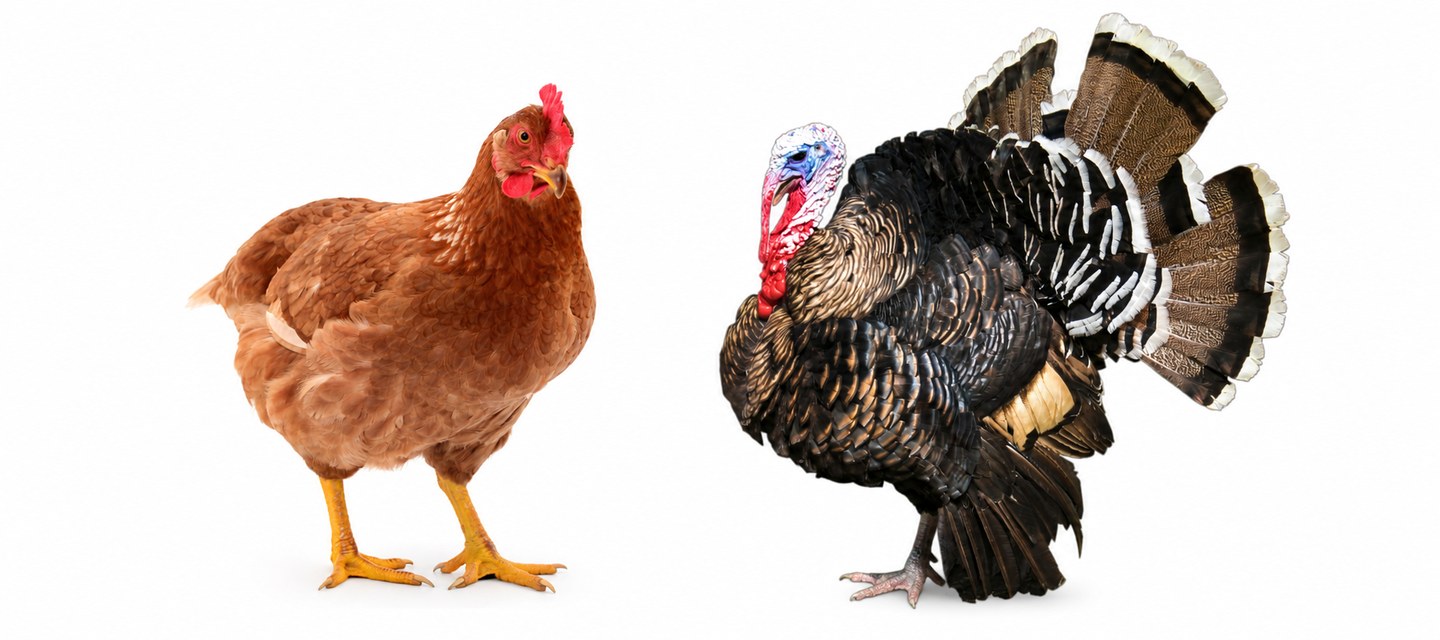 Histomonose chez la dinde, la poule et le gibier : symptômes, transmission et lésions du foie