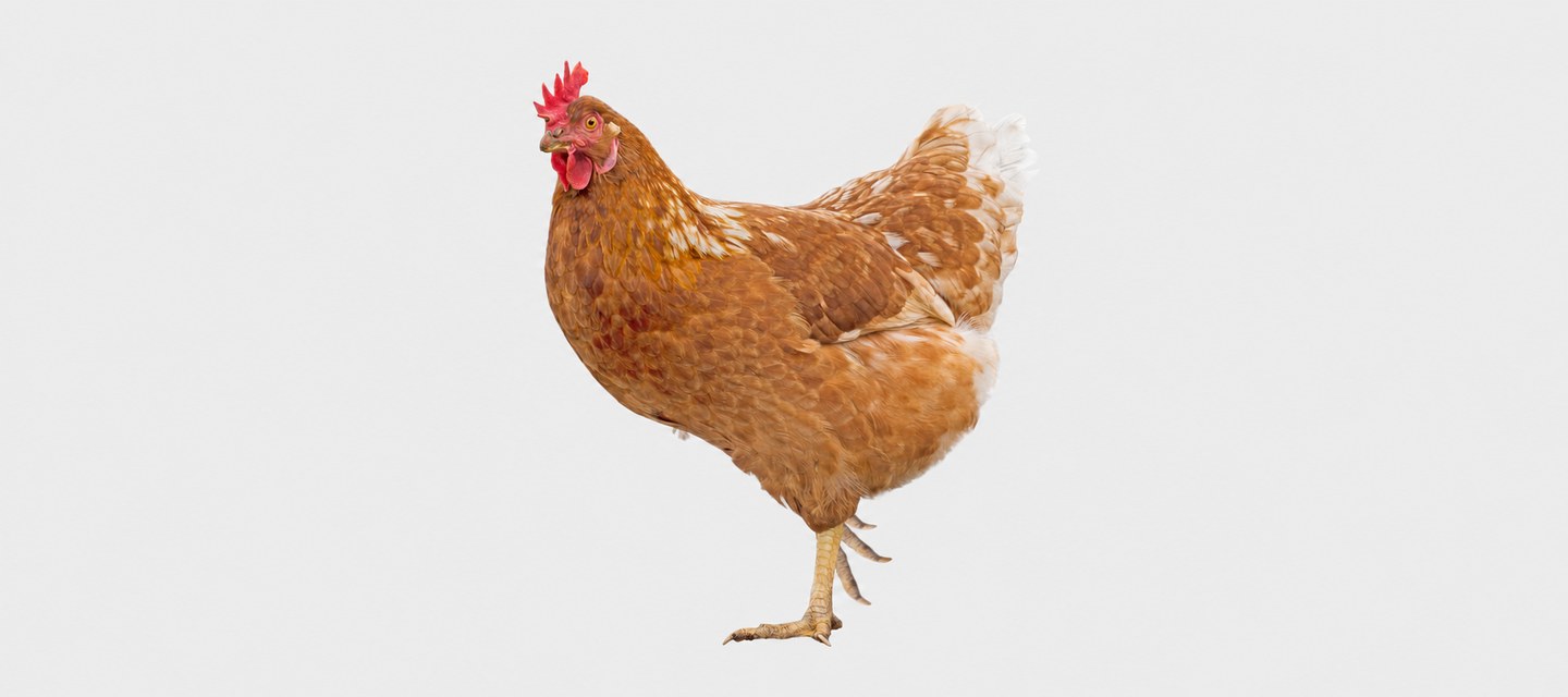 Anti-inflammatoire pour poule, volaille, lapin ou pigeon : mobilité et confort locomoteur
