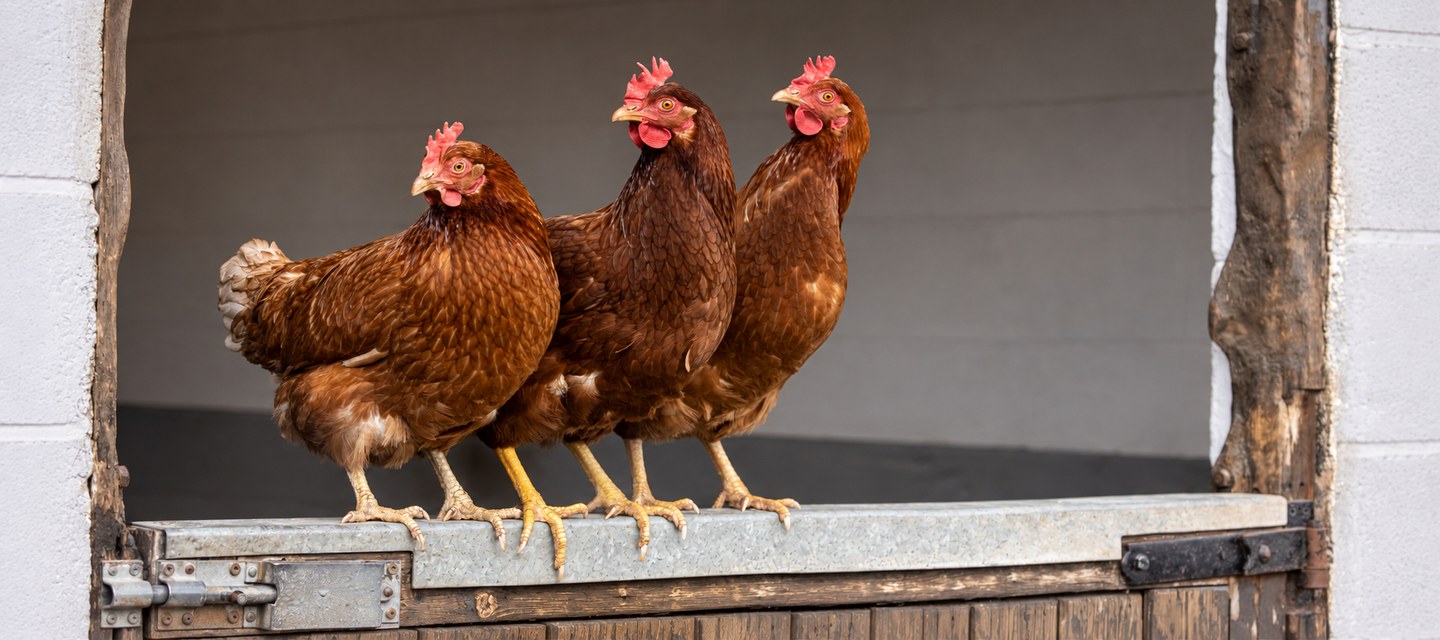 Poux rouges chez les poules : symptômes, traitement du poulailler et solutions naturelles
