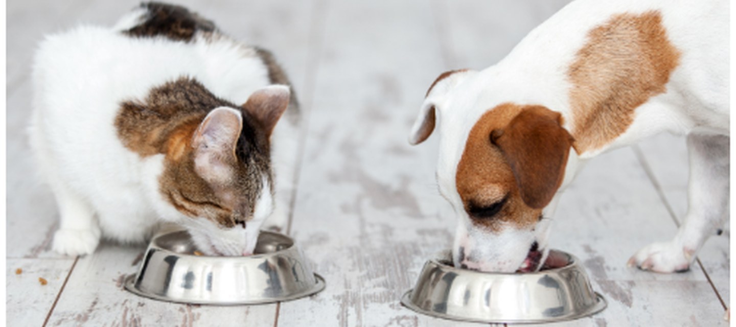L'impact positif d'une alimentation humide sur le bien-être général de votre chien ou votre chat